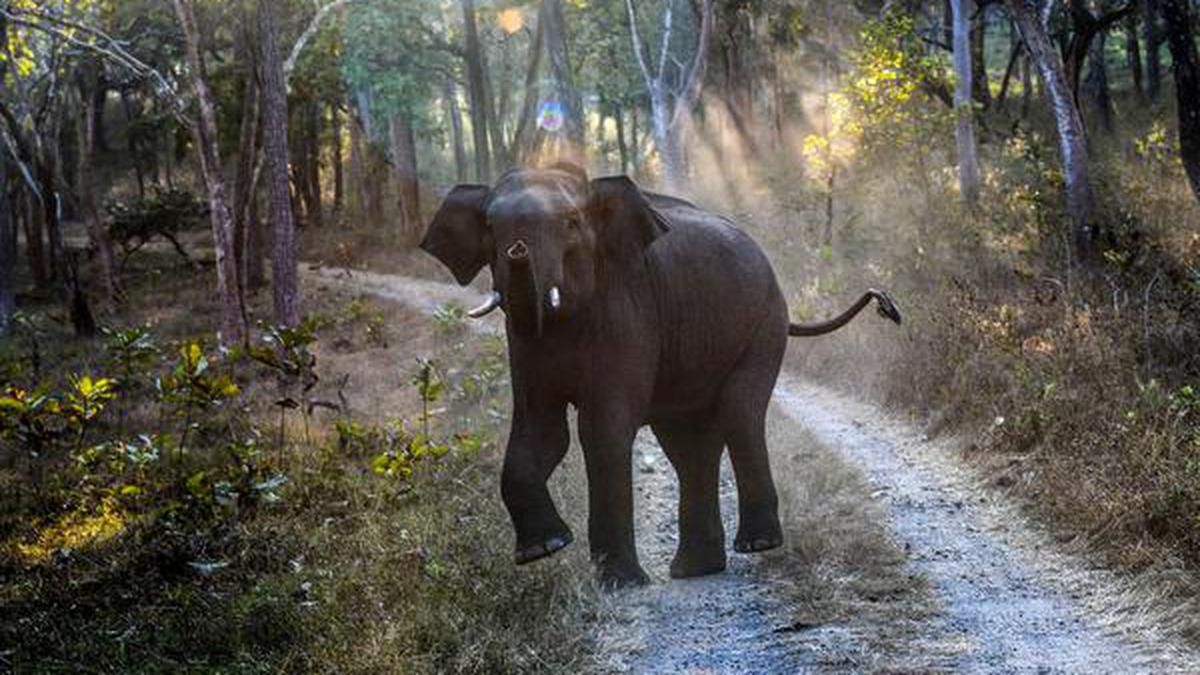 Protecting pachyderm pathways