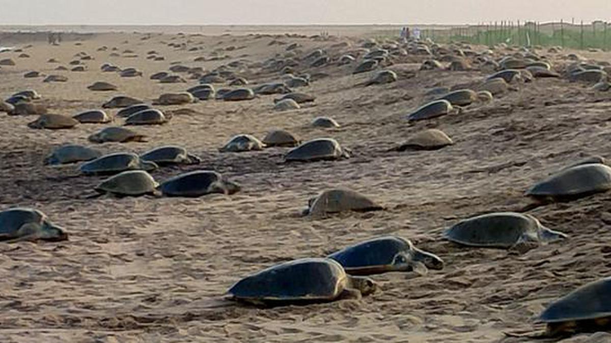 Undisturbed mass nesting of Olive Ridleys at Odisha’s Rushikulya