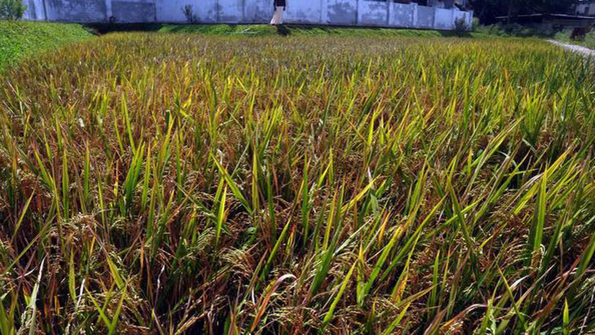 EU food recall linked to GM rice exports from India