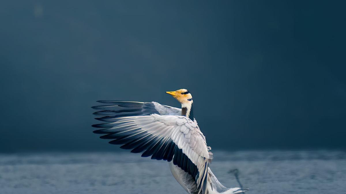 Bar-headed geese arrive early in large numbers in Nizamabad