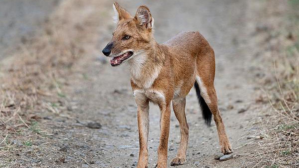 Lone Indian wild dog struggles to survive - The Hindu