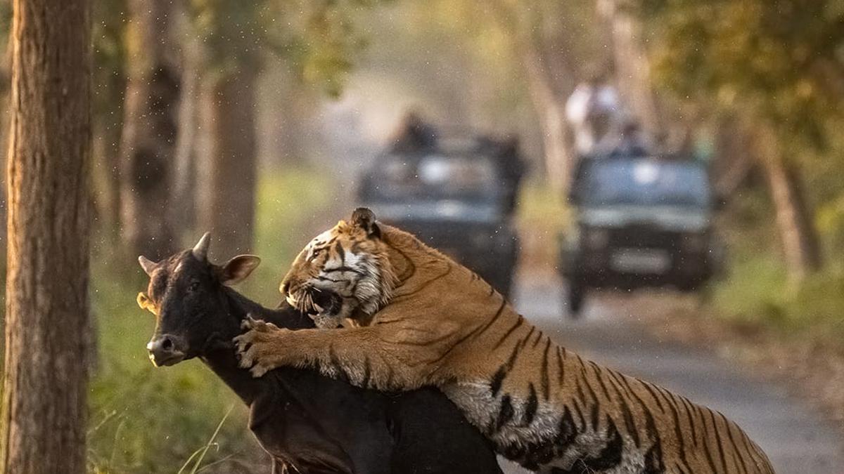 Hyderabad wildlife photographer captures spectacular moment from UP tiger reserve