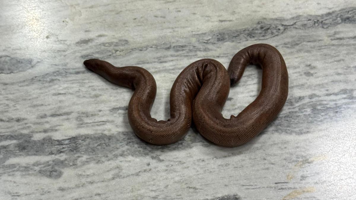 DRI recovers two  Indian Red Sand Boa snakes in Warangal, hands suspect over to forest officials