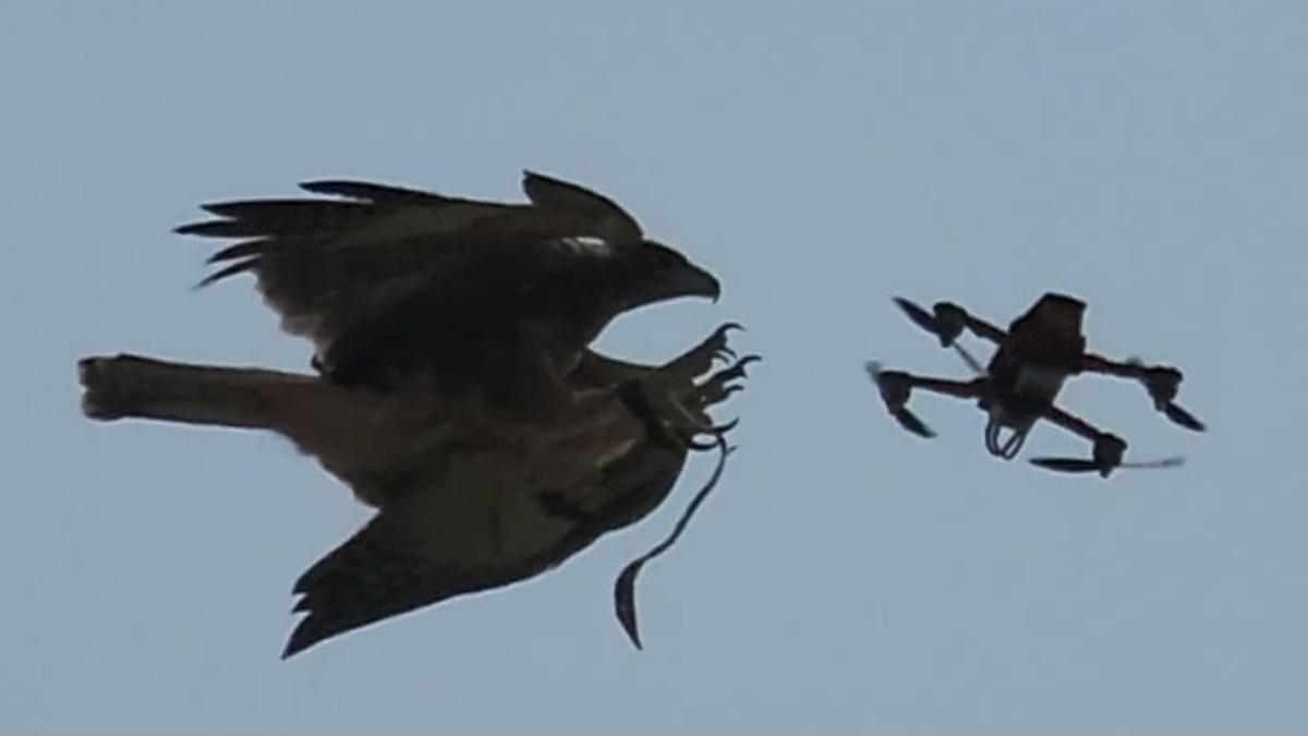 TS police trained Eagles to pull down rogue drones give precision demo