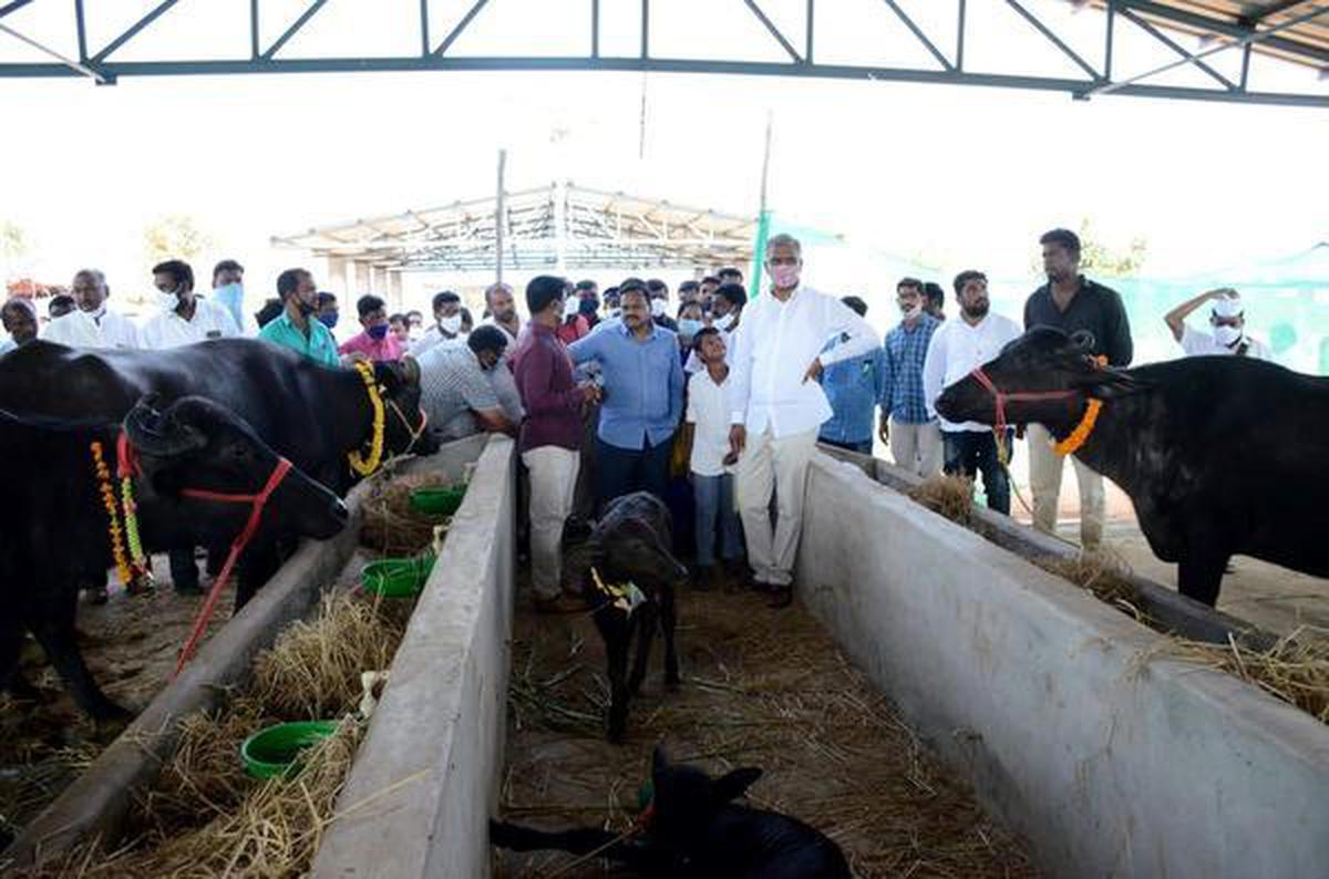 First cattle hostel inaugurated in Telangana - The Hindu
