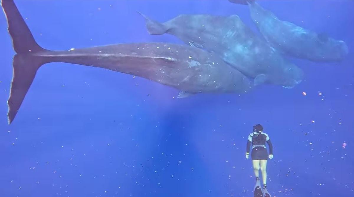 Life comes full circle for tsunami survivor Meghana