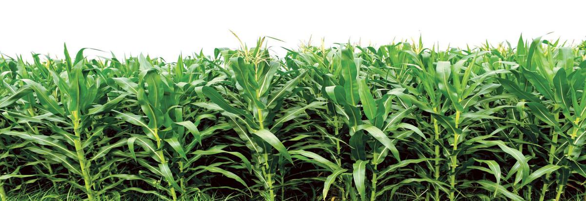 Sowing less for Rabi crop in Gujarat | Ahmedabad News - Times of India
