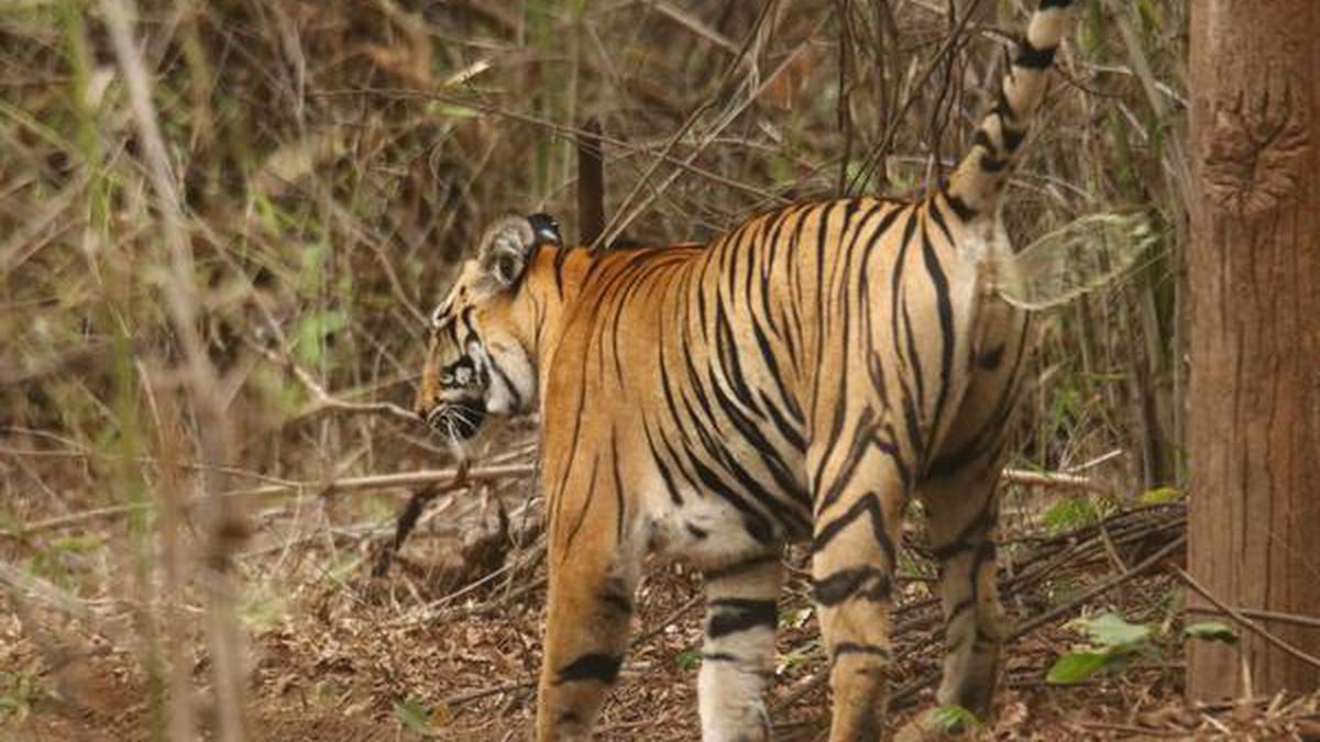 Eco-bridges for the movement of tigers - The Hindu