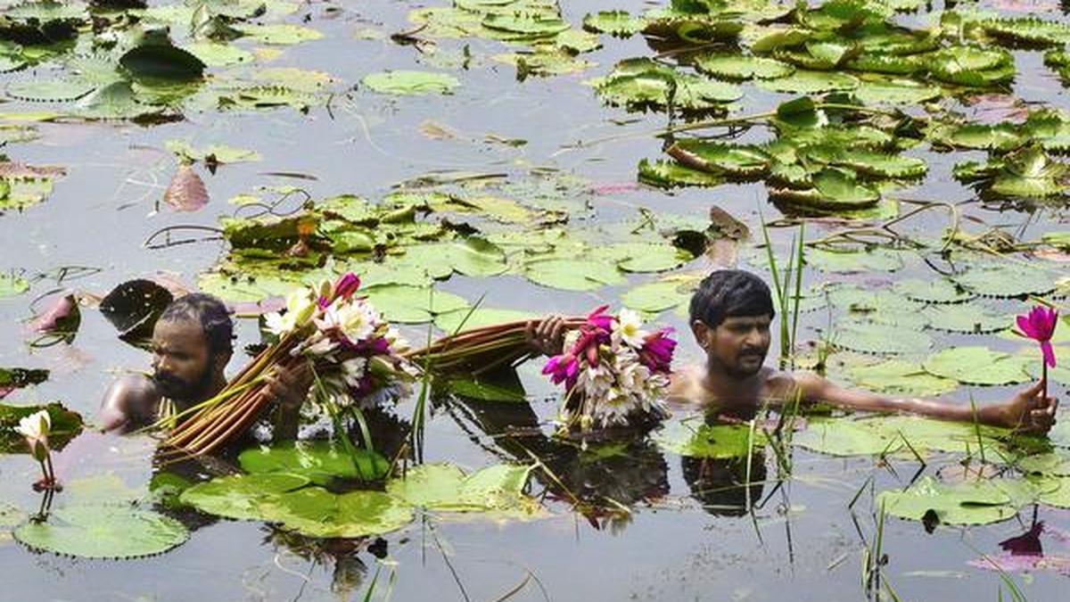 The allimportant water lilies during Ganesha festivities The Hindu
