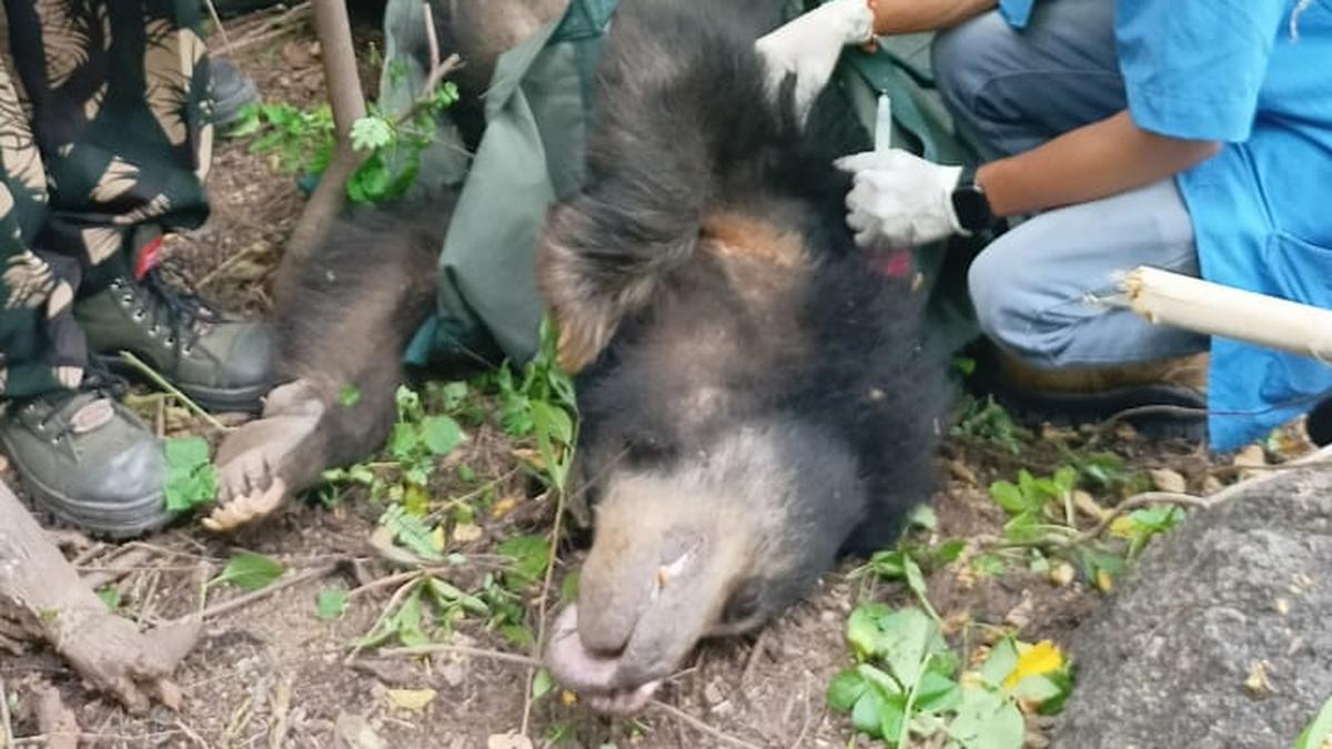 Sloth bear strays into residential colony in Karimnagar, captured The