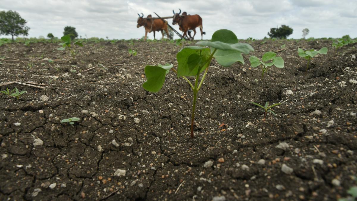 Time running out for sowing Kharif crops as rain deficit continues