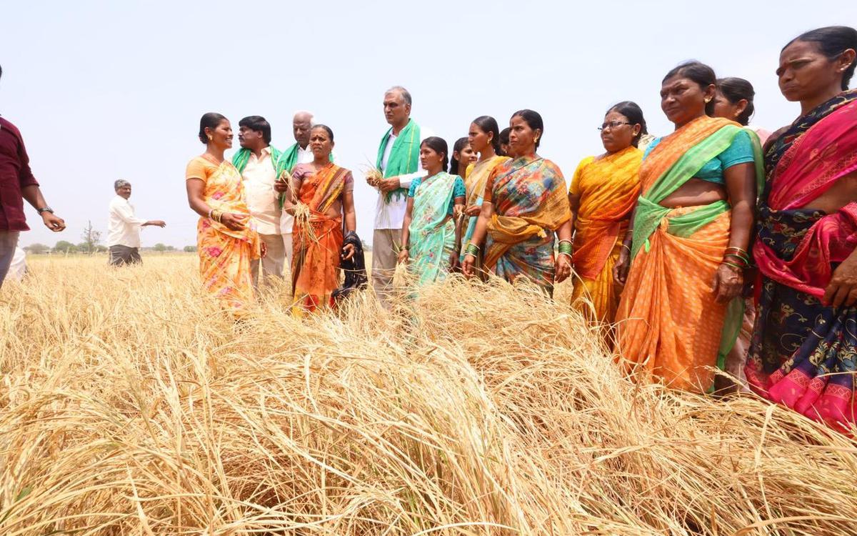 Farmers explaining BRS leaders about withered paddy crop due to lack of water for irrigation at Chintabai Thanda in Jangaon district on Sunday. Farmers explaining BRS leaders about withered paddy crop due to lack of water for irrigation at Chintabai Thanda in Jangaon district on Sunday.
