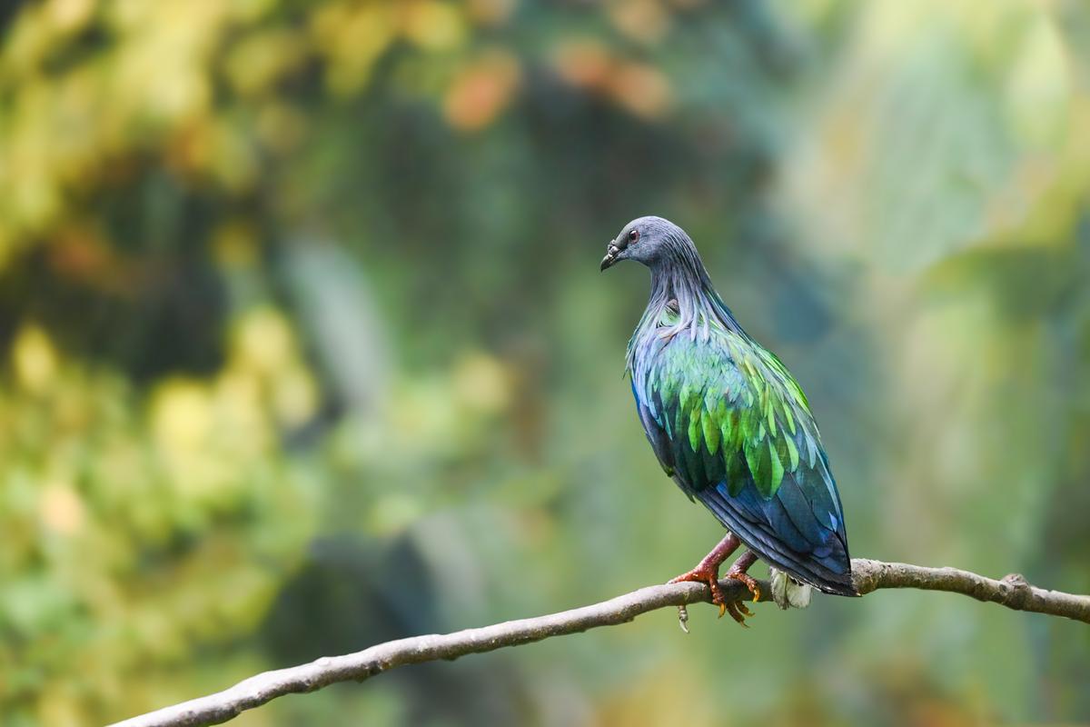 Nicobar Pigeon - A difficult to capture species from Andaman &
Nicobar islands. Nicobar Pigeon - A difficult to capture species from Andaman &
Nicobar islands.