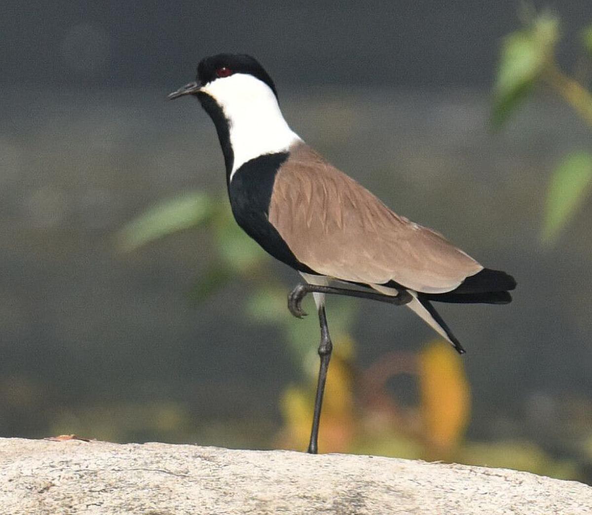 Spur-winged Lapwing