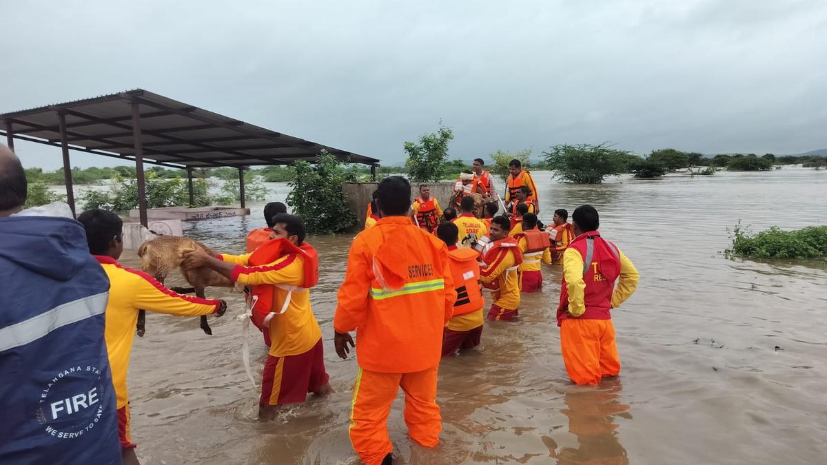 Four villagers and 560 sheep rescued from floodwaters in Kamareddy