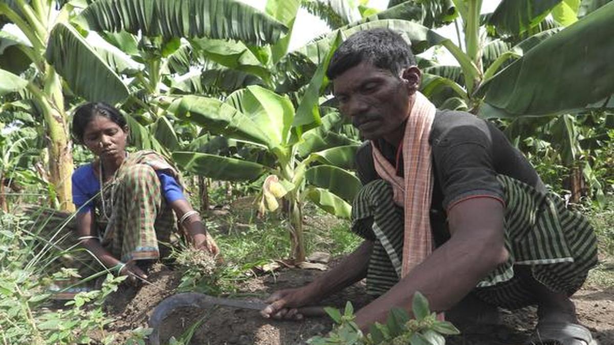 Hard working Kolam tribe couple land owners The Hindu