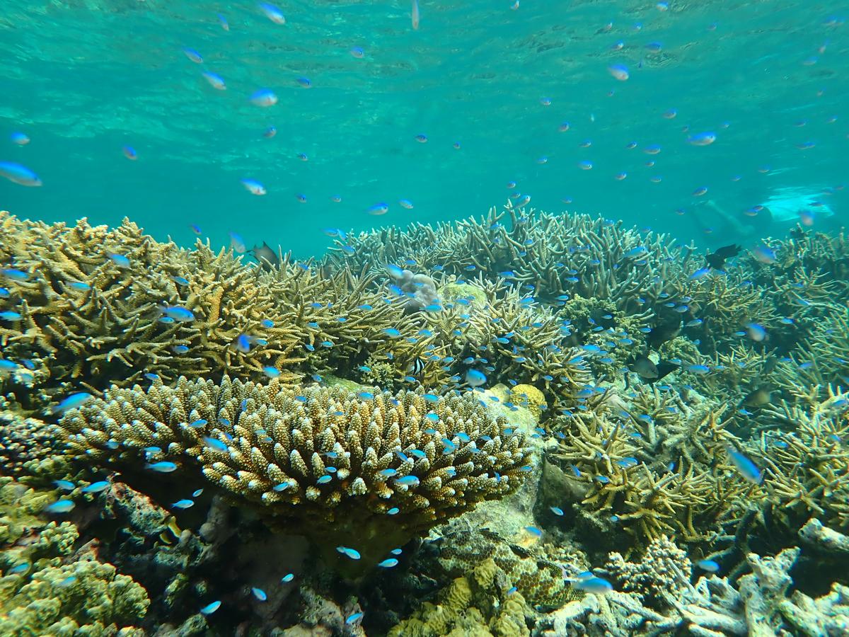 School of blue green damsel fish around variety of coral species