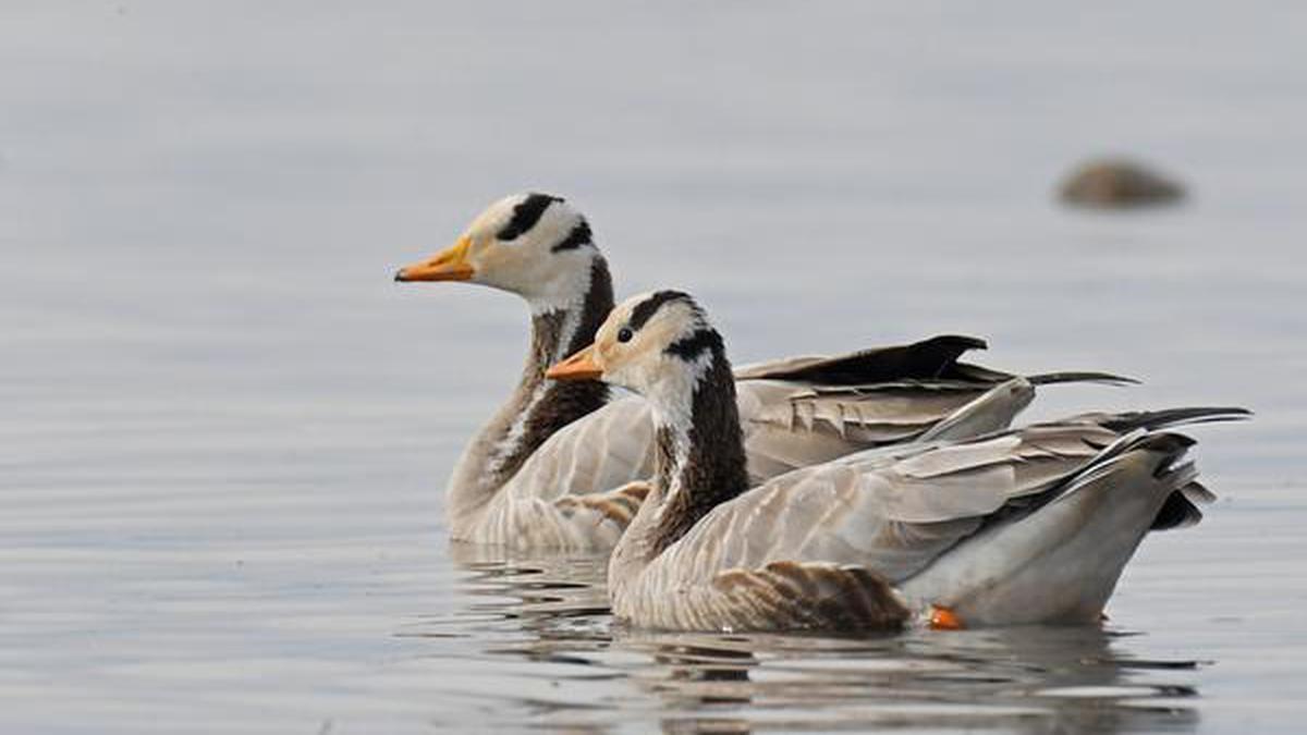 Bird flu | The Bar Headed Goose and its strong link with Pong Dam Lake in Himachal