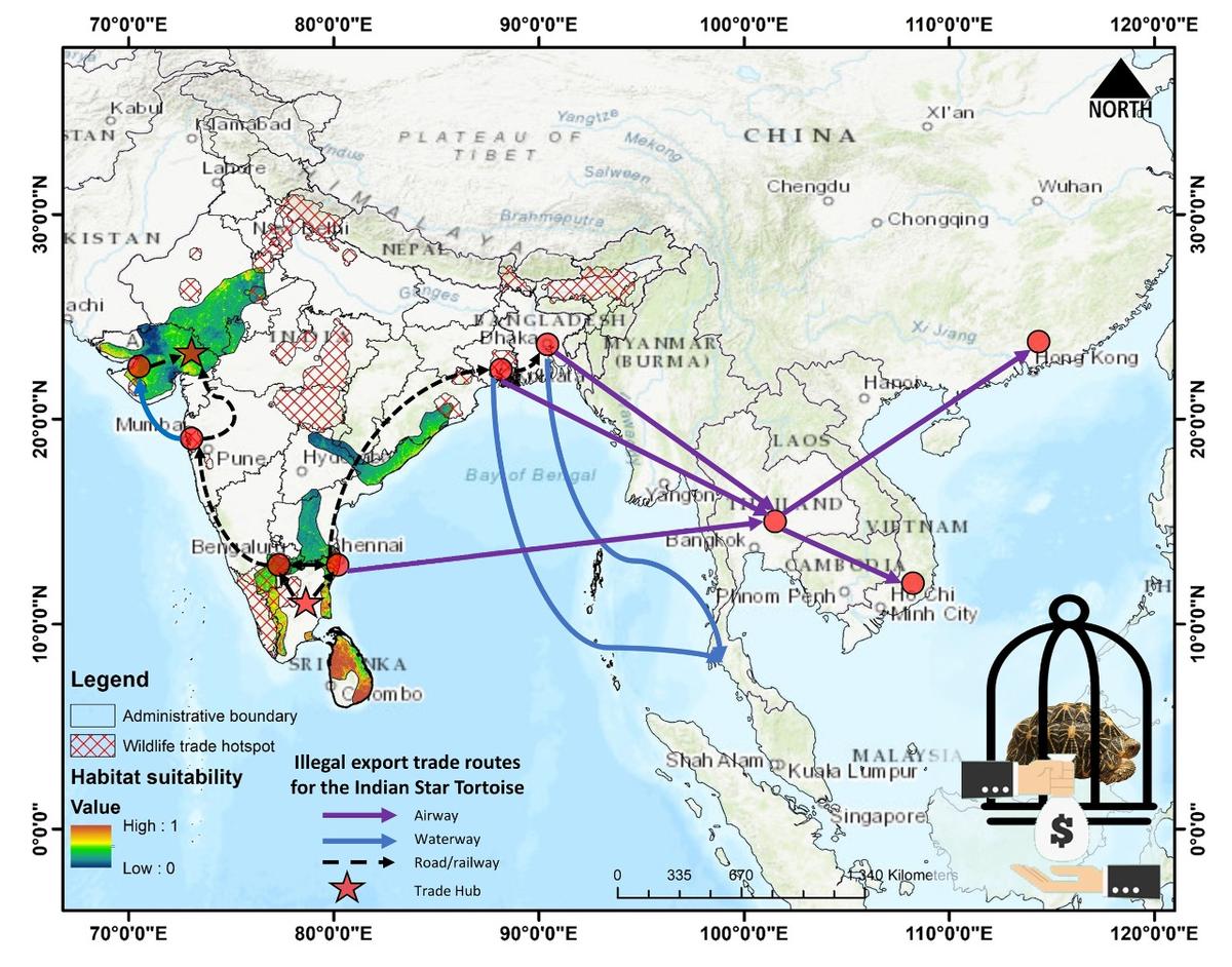 Indian star tortoise faces twin challenges of habitat loss and genetic ...