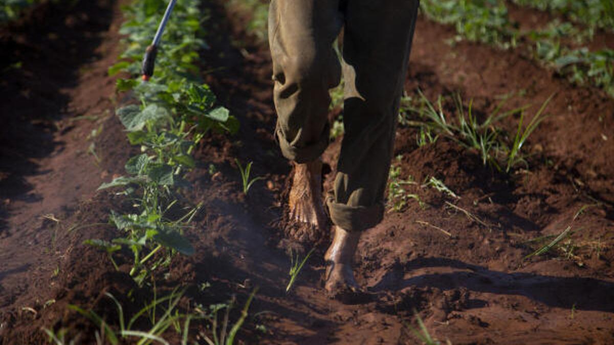 Droughts, rising sea levels, Cuba's agriculture under threat