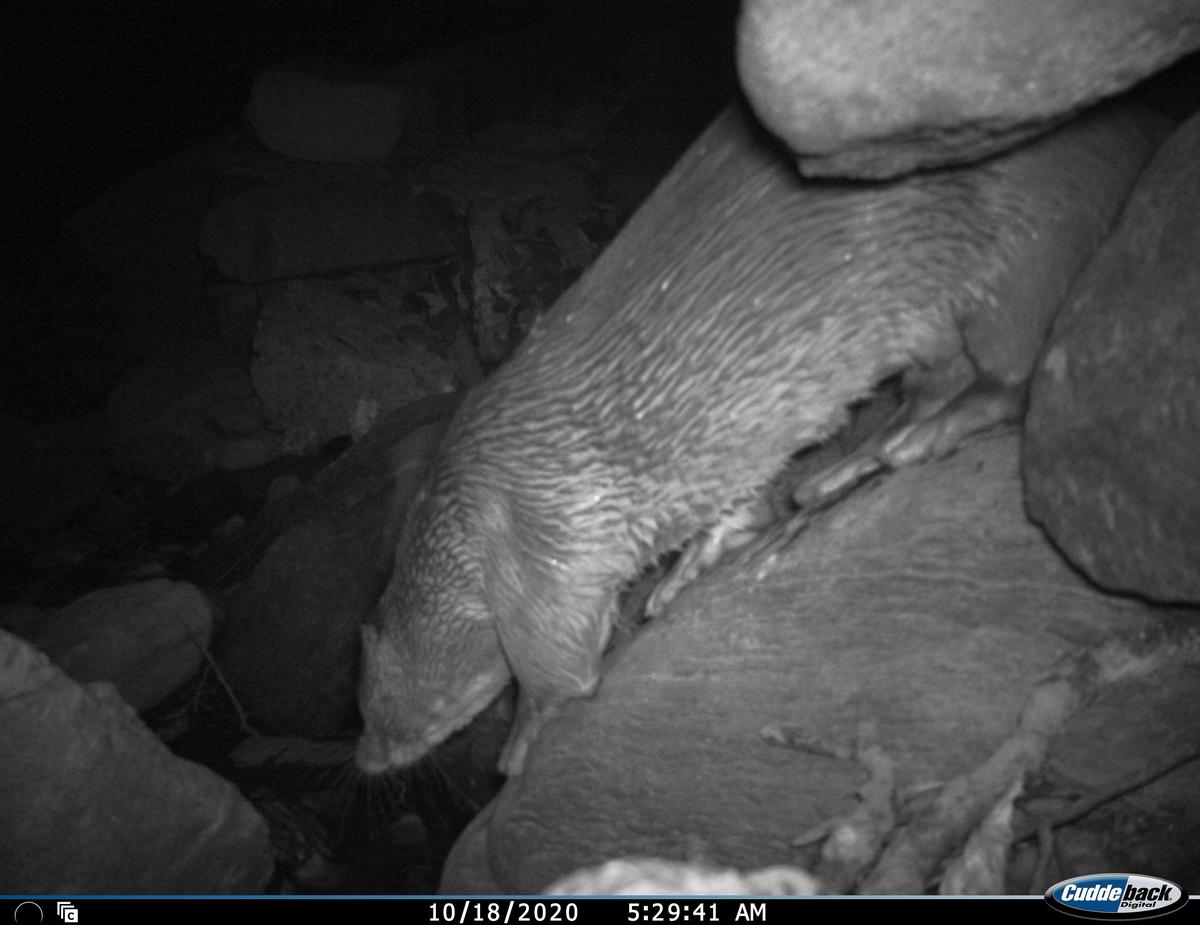 Eurasian otter caught in the infrared camera along the Neeru stream in Jammu and Kashmir. 