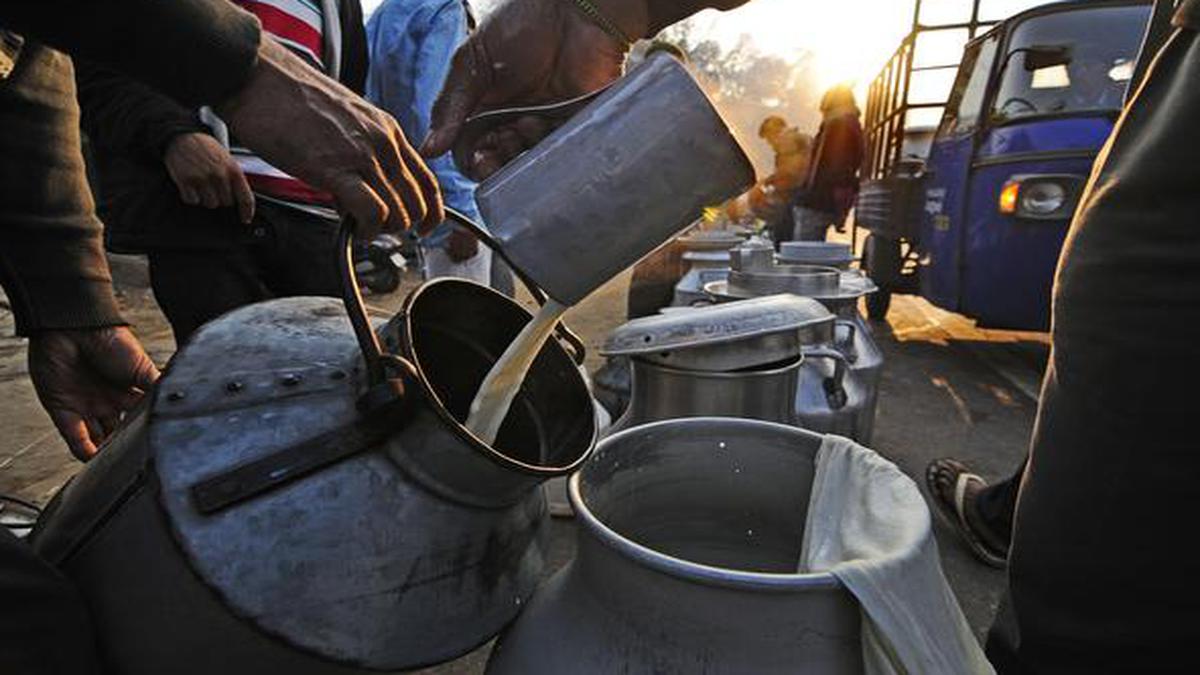 Milk imports soar as lumpy skin disease hits cattle stock