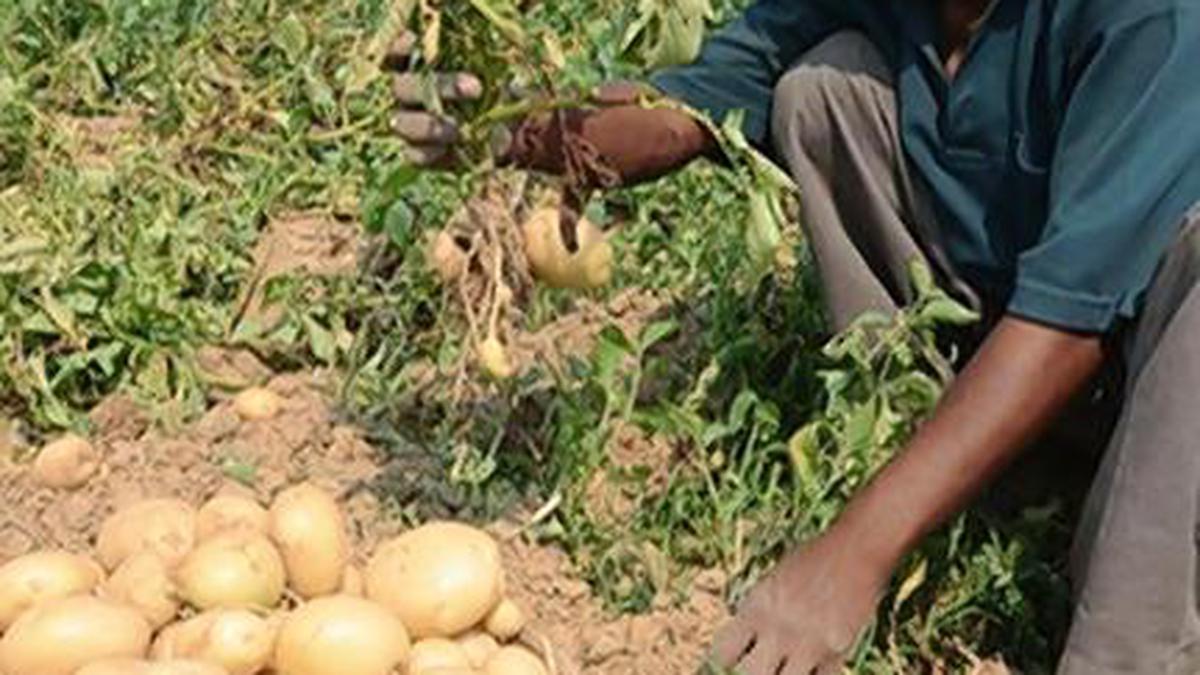 PepsiCo withdraws all cases against potato farmers