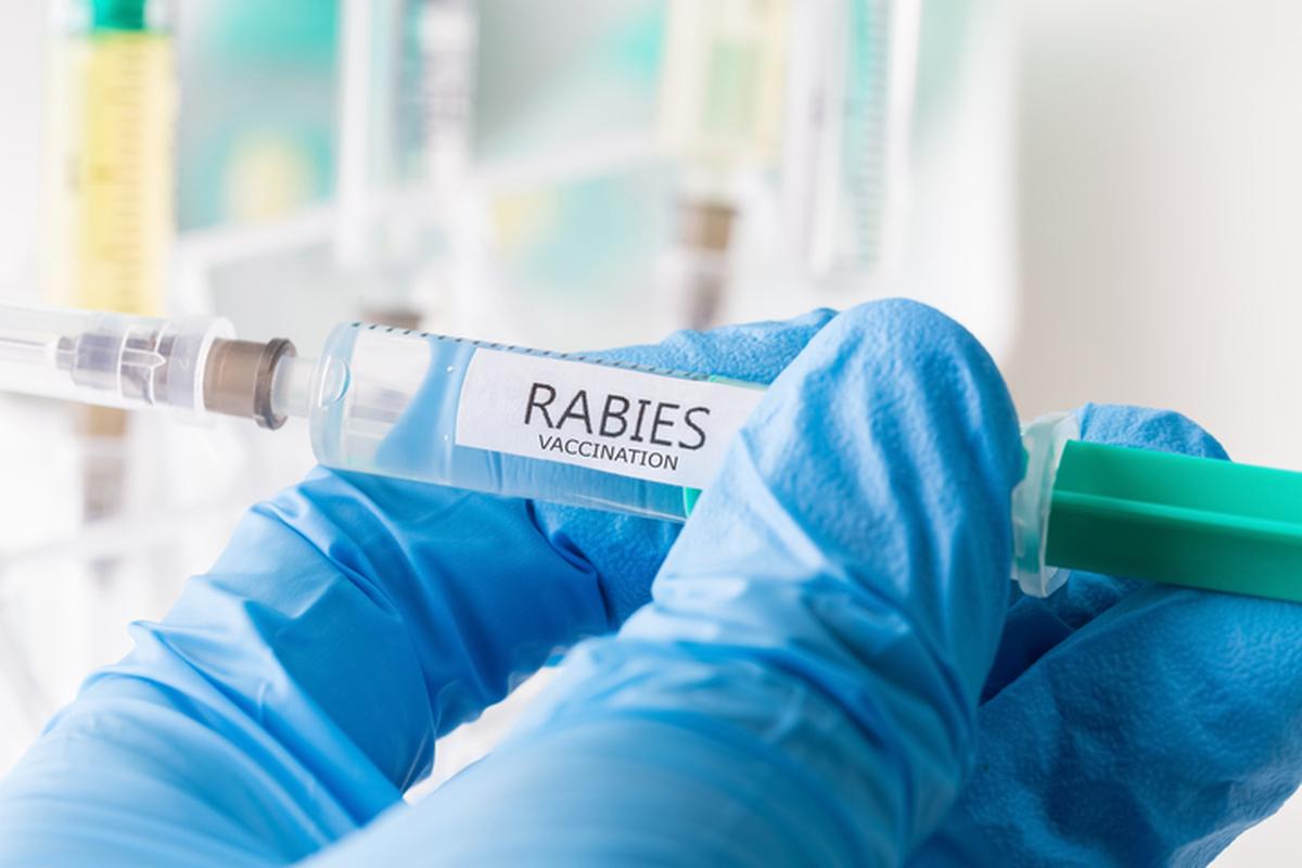 thehindu.com - Bindu Shajan Perappadan - Australia issues advisory on counterfeit anti-rabies vaccine in India; pharma refutes charges