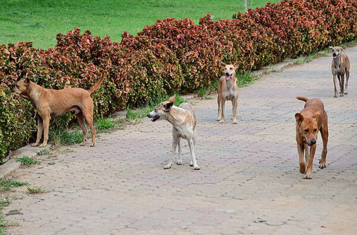 Keeping stray dogs does not mean, you will affect lives of people: SC