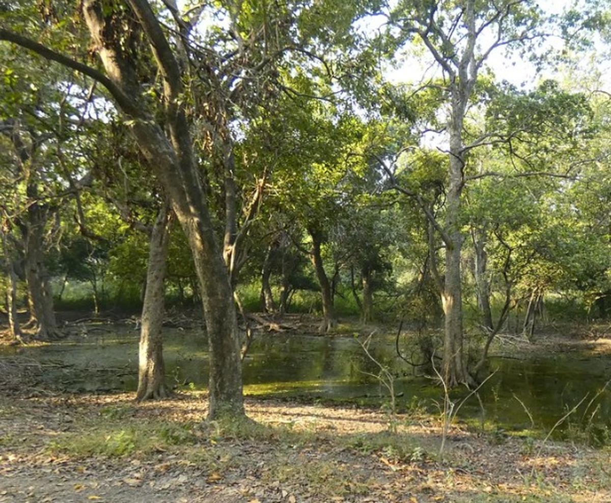 The wetlands at Keoladeo National Park in Bharatpur, where India’s first study on teal carbon was undertaken.  Photo: Special Arrangement