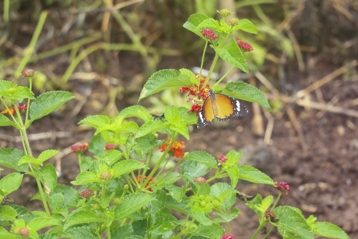A plain tiger butterfly nectaring on a garden lantana plant, Sipna, on September 17, 2023.