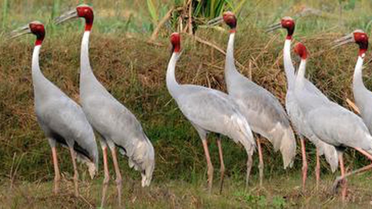 The Sarus crane takes flight with people’s help - The Hindu