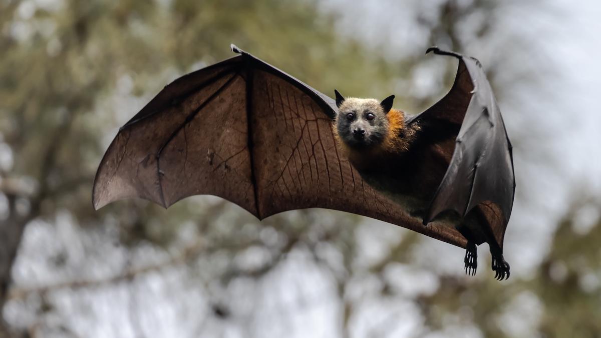 Australian man dies from ‘extremely rare’ rabies-like infection after bat bite