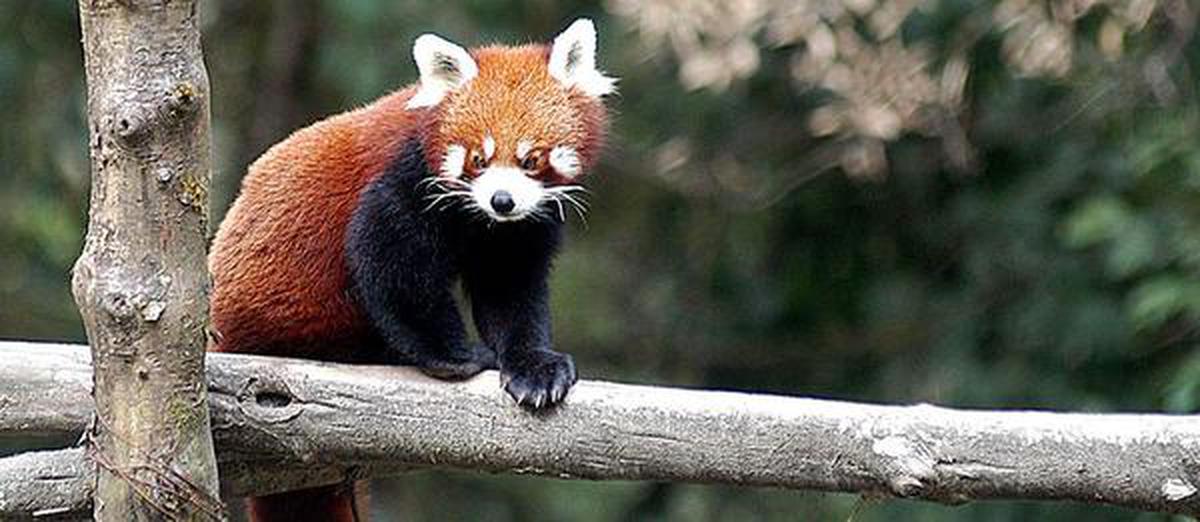 Though hunters lose interest in Red Panda, traps still snare endangered  mammal - The Hindu