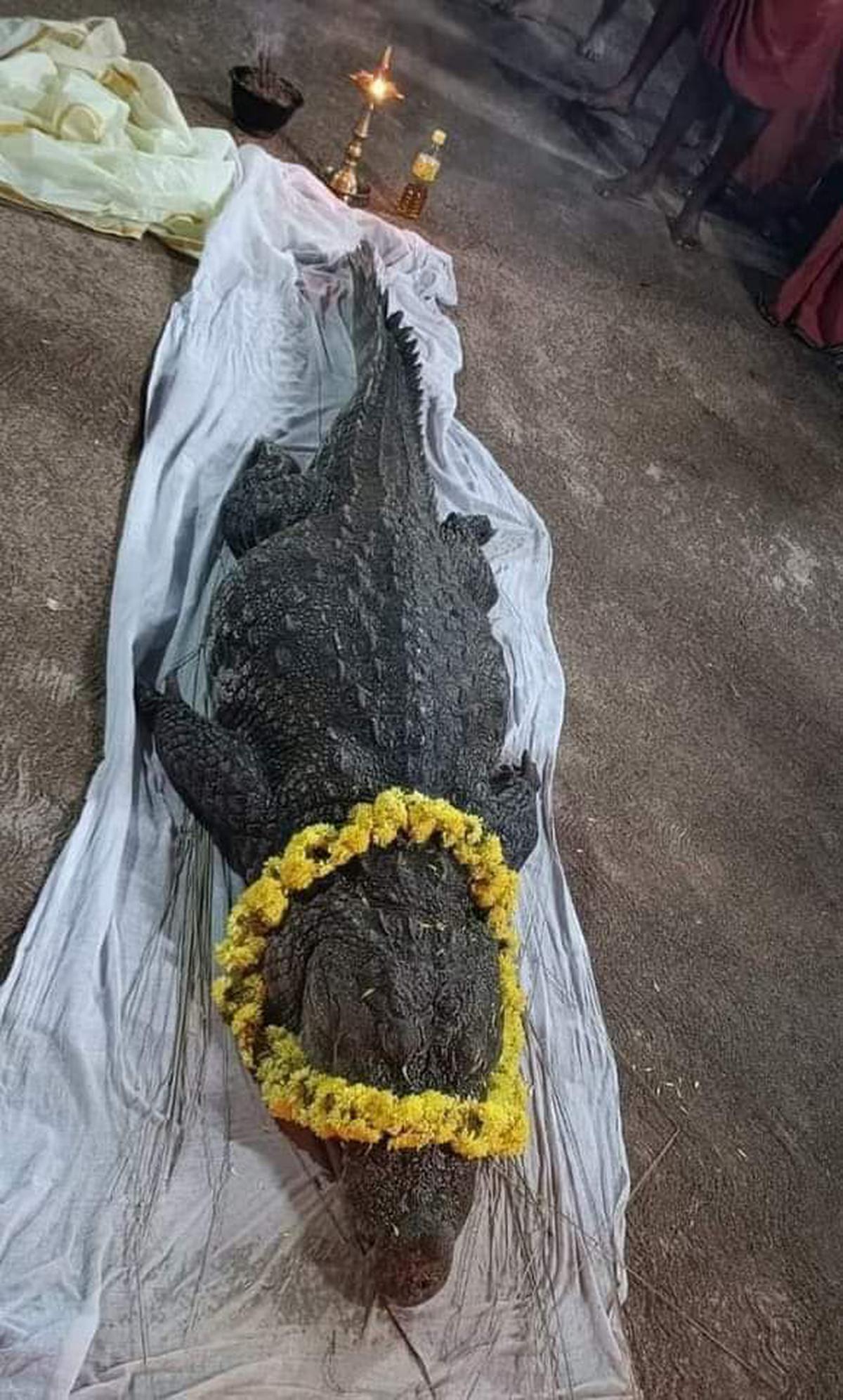 Babiya, Kerala’s vegetarian crocodile of Ananthapura lake temple dies