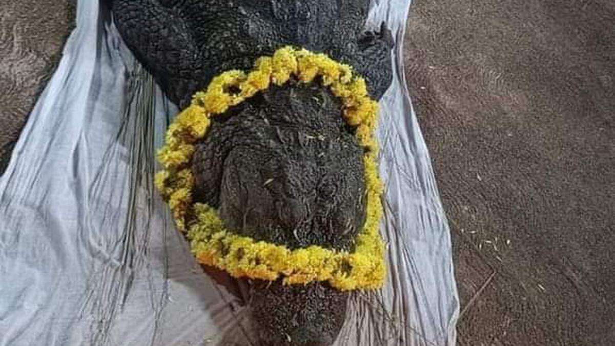 Babiya, Kerala’s ‘mystic’ crocodile of Ananthapura lake temple dies