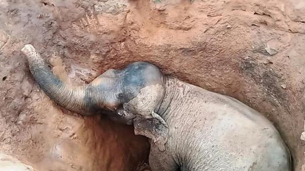 Wild elephant rescued from ditch in Odisha