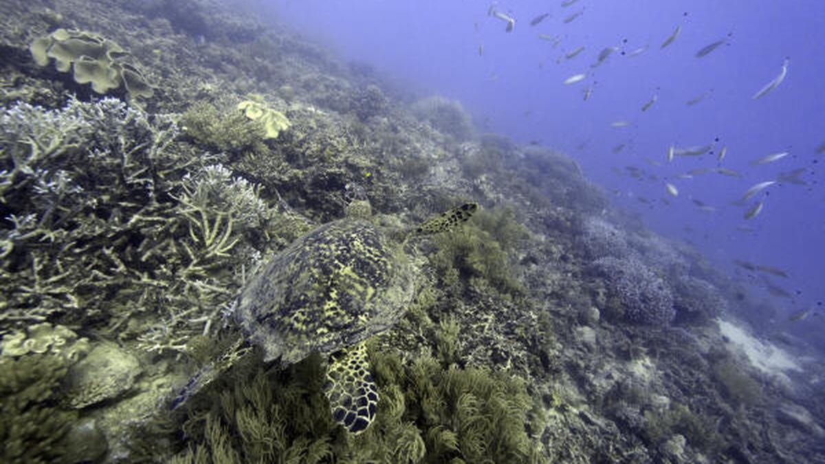 Nations reach accord to protect marine life on high seas