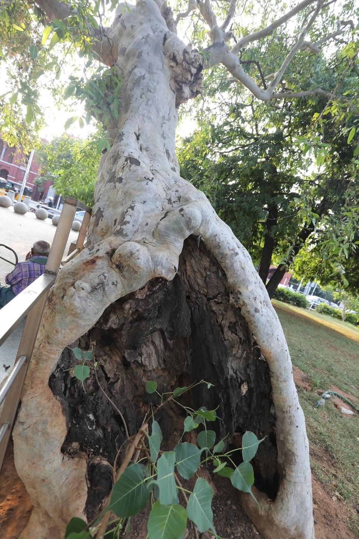 Na pláži Marina, starý strom Neermaruthu, jehož opěradlo byl žvýkán, a v obrovské dutině roste vhodný mladý peepal strom. Vnitřek vyhloubeného buttress nese spálený vzhled, černá uvnitř kontrastuje s přirozenou bělostí na vnějším povrchu neporušeného opěrky a kufru. Obrázek byl pořízen 6. srpna 2025. Na pláži Marina, starý strom Neermaruthu, jehož opěradlo byl žvýkán, a v obrovské dutině roste vhodný mladý peepal strom. Vnitřek vyhloubeného buttress nese spálený vzhled, černá uvnitř kontrastuje s přirozenou bělostí na vnějším povrchu neporušeného opěrky a kufru. Obrázek byl pořízen 6. srpna 2025.