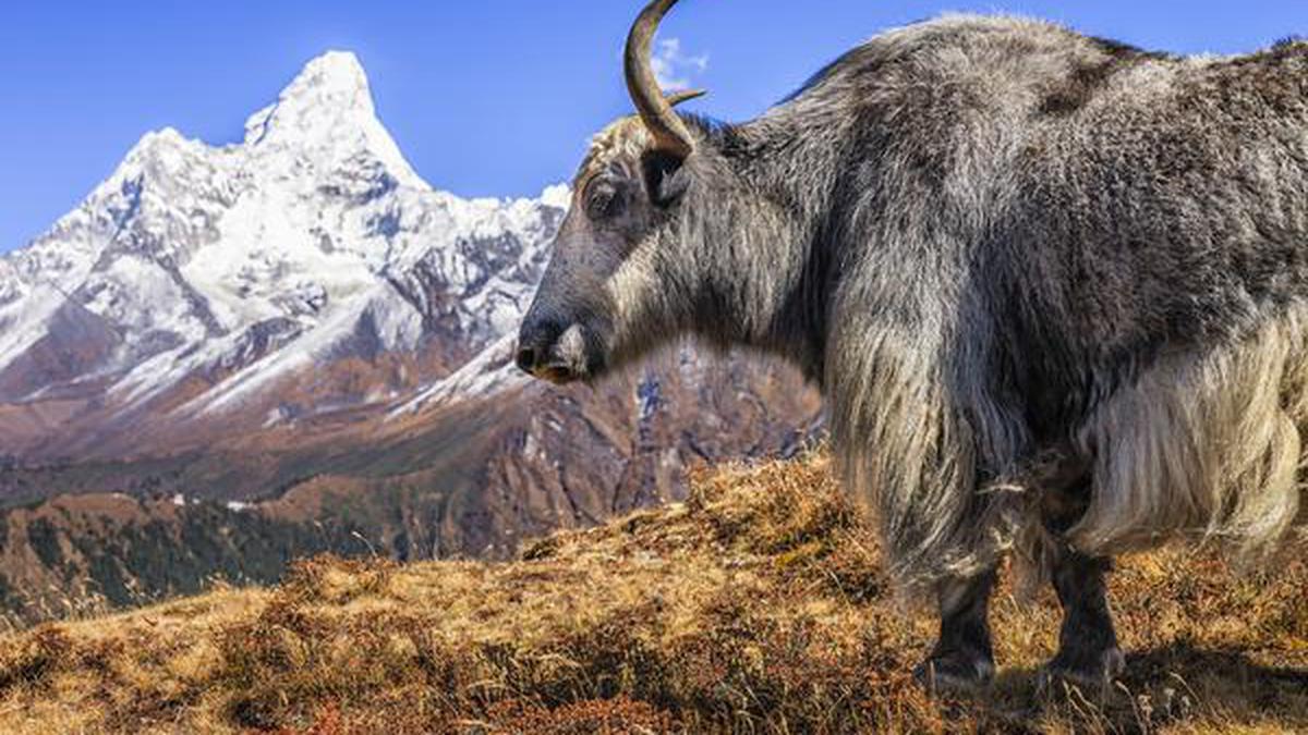 NABARD approves credit plan for rearing Himalayan yaks