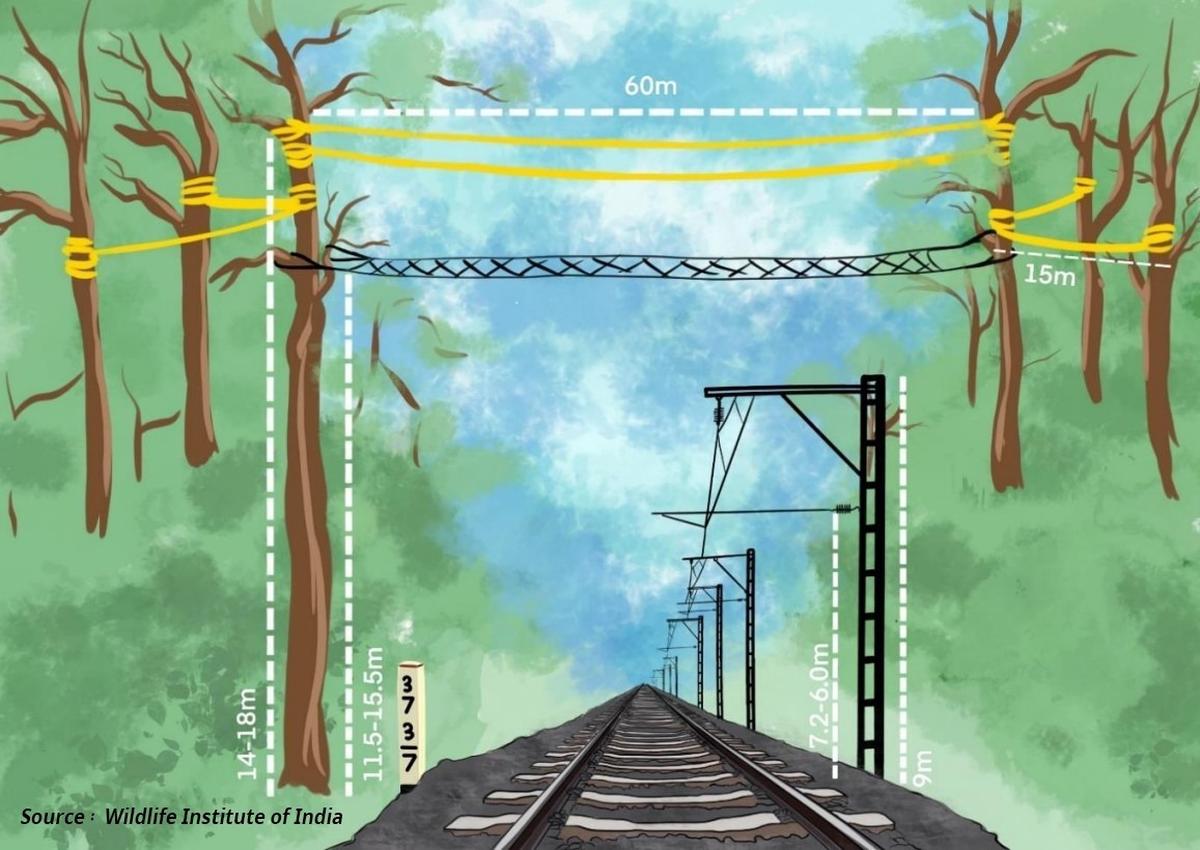 Railways to build canopy bridges across track in Assam gibbon habitat - The  Hindu
