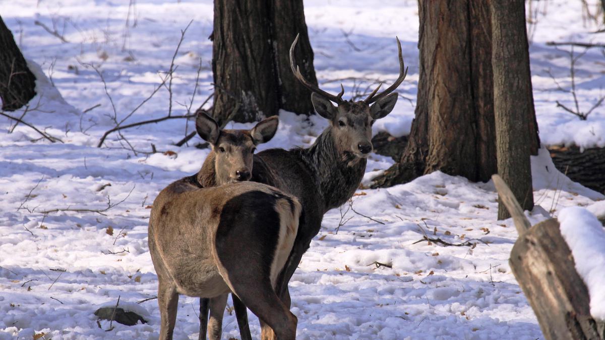 Mating calls of endangered hangul in Kashmir indicate record uptick in population