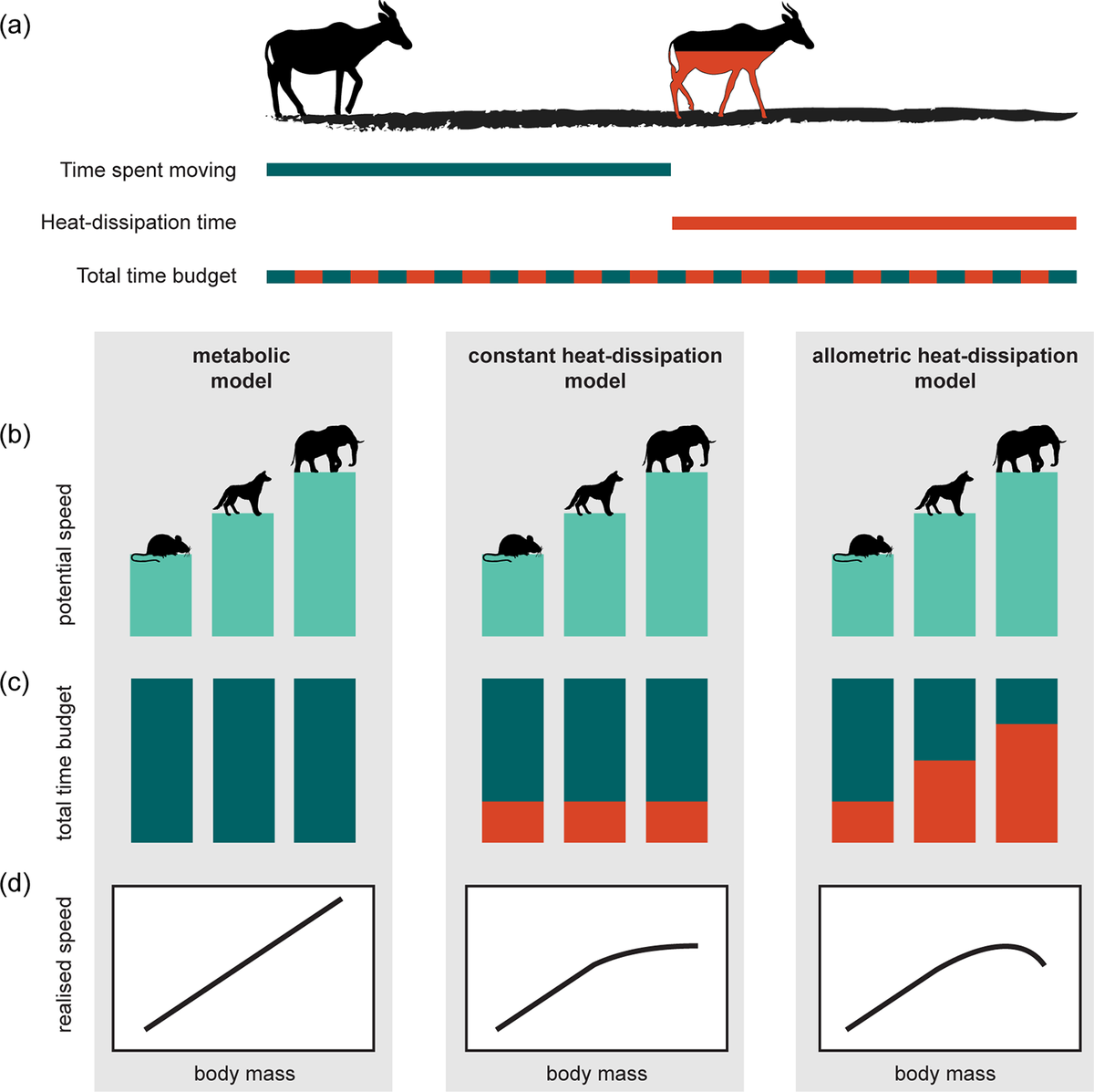 The travel speeds of large animals are limited by their heat-dissipation capacities.