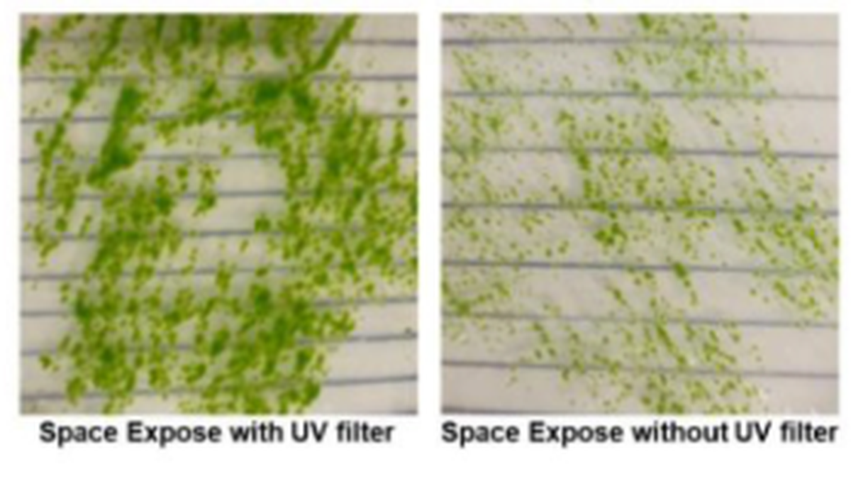 Science for All | Moss spores survive space exposure, challenging life’s bounds