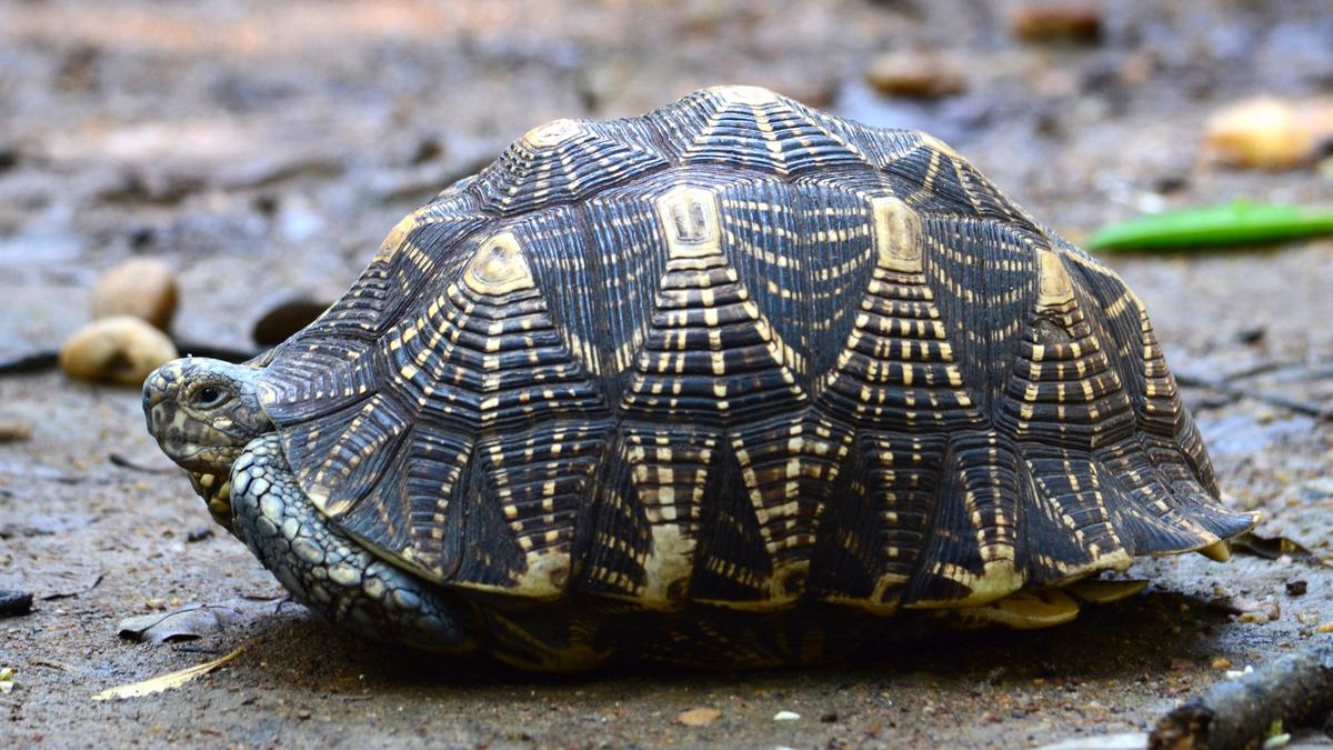 Chennai top node in tortoise trafficking network, says study 