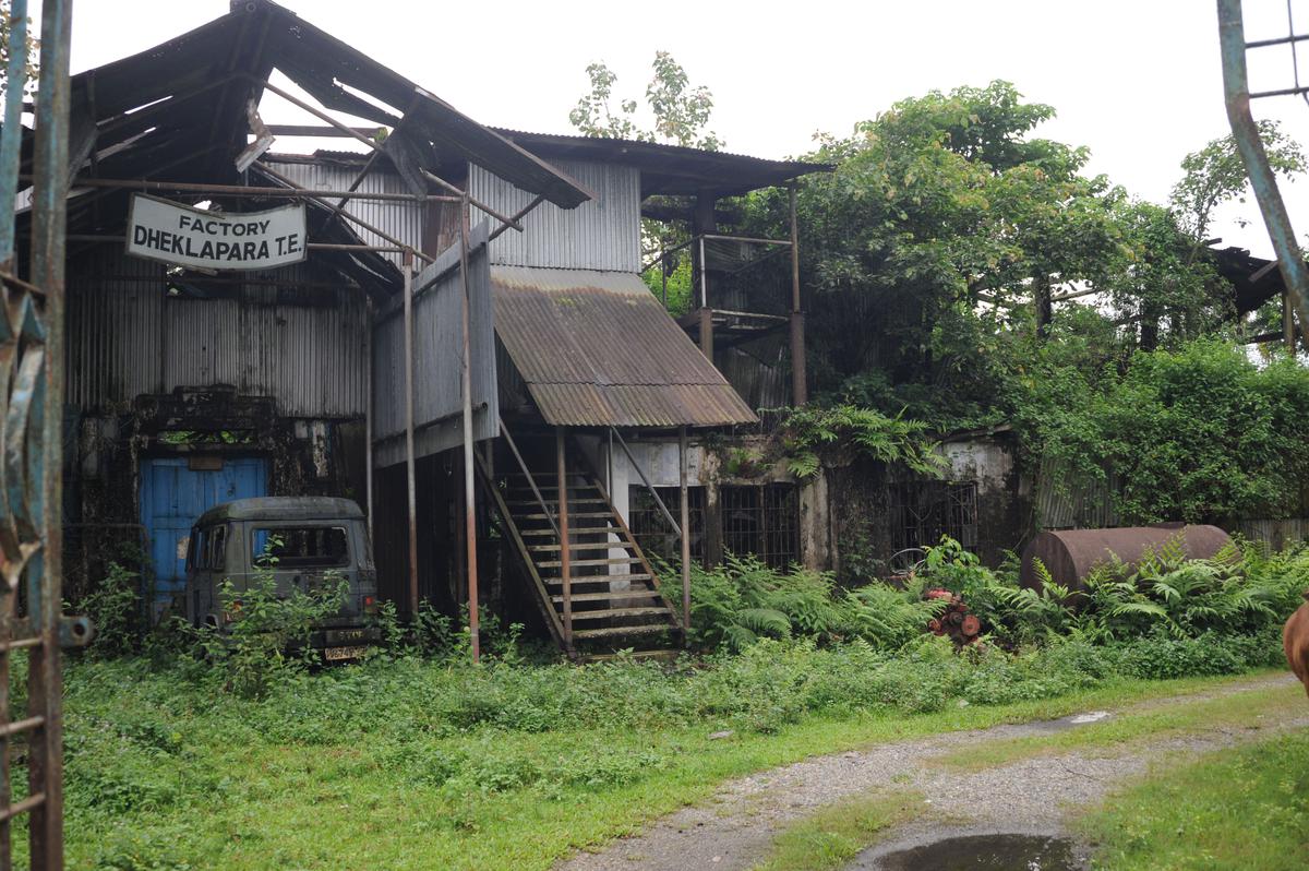 Tuberculosis finds easy pickings in closed tea gardens of north Bengal