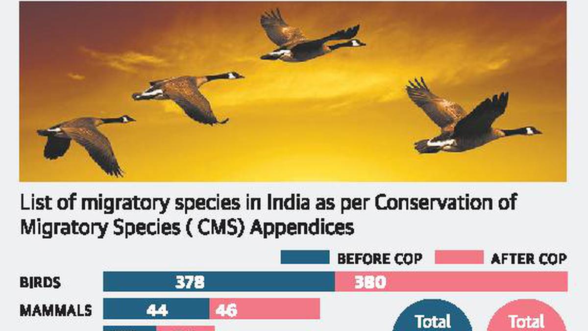 India is host to 457 migratory fauna, shows latest CMS list - The Hindu