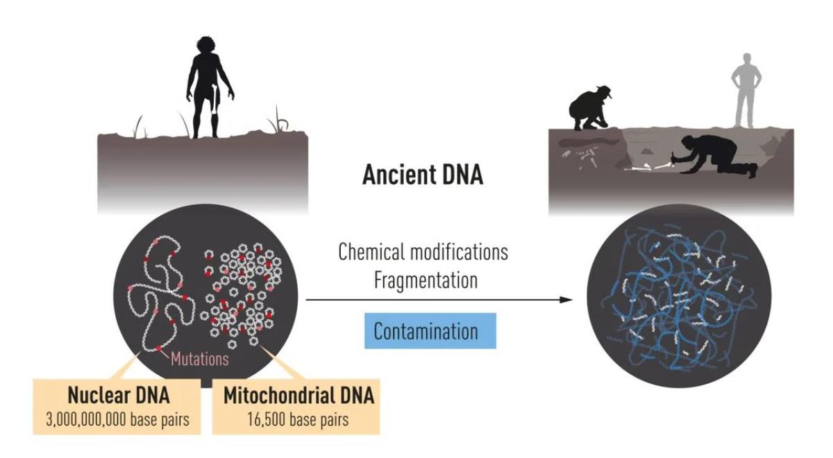 DNA location and contamination