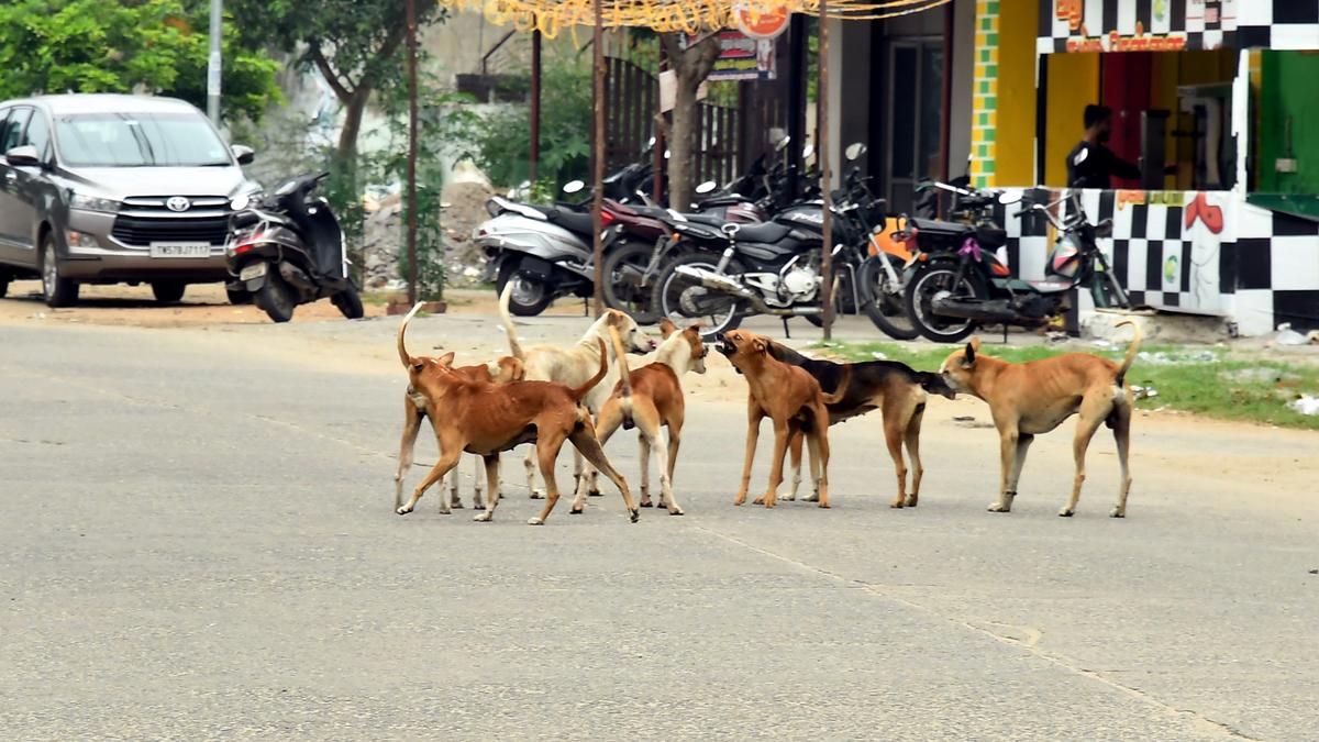 Centre asks States to enforce new rules to check stray dog numbers