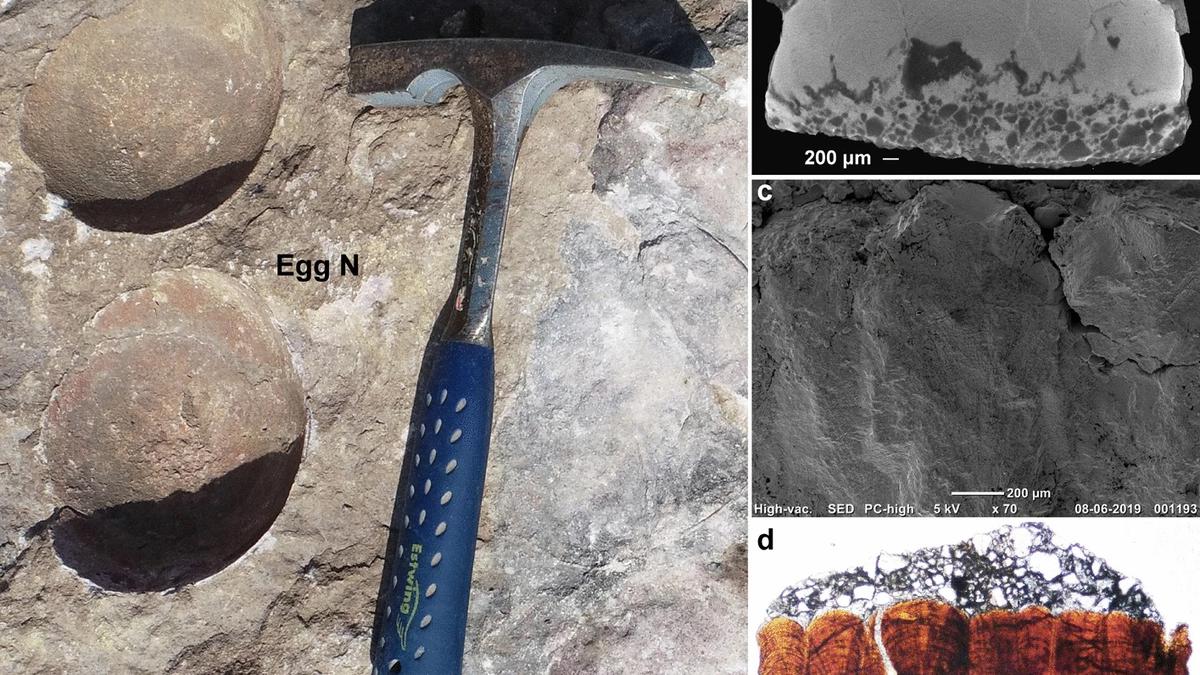 ‘Abnormal’ dinosaur egg in India digs up new questions for evolution